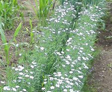 Lot de 1000 graines de lin