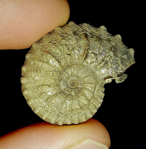 Fossile ammonite pyrite - fossile, en