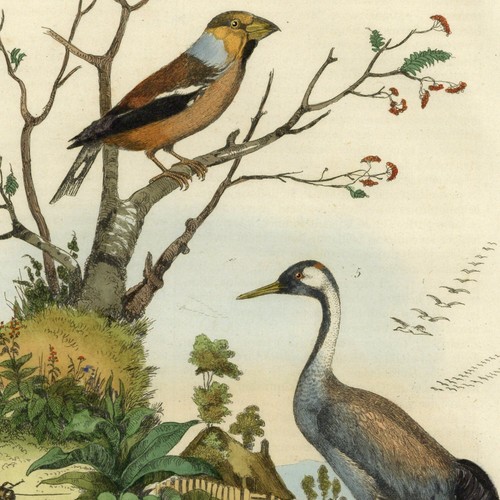 Histoire naturelle oiseau grue - naturelle,