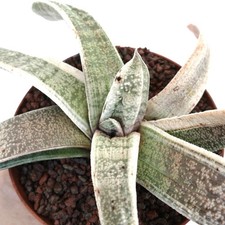 Gasteria batesiana white - gasteria,