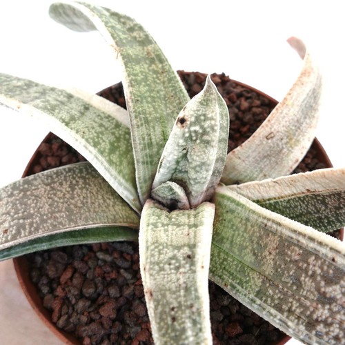 Gasteria batesiana white - gasteria,