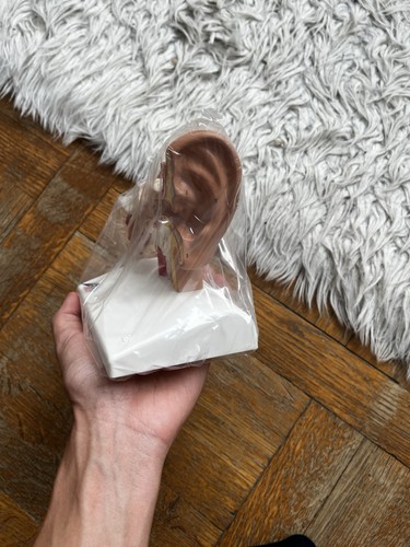 Modèle anatomique de - anatomique, 3d