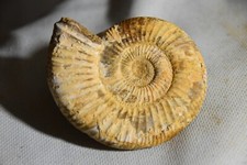 RARE ammonite Dichotomoceras rotoides Madagascar