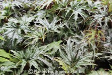 Begonia sikkimensis U614 - 1 plant