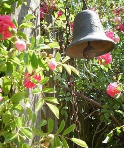 Rosier liane ancien - ♫,