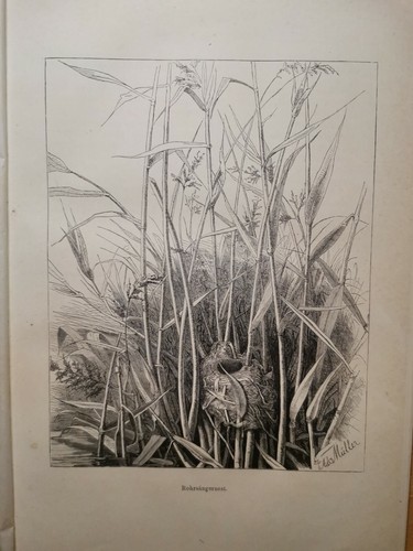 1882 ancienne gravure - gravure, sur