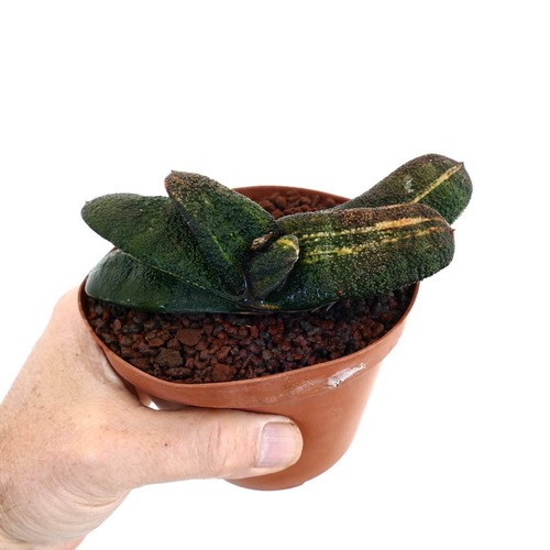 Gasteria batesiana - , cv