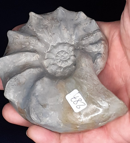 Jolie ammonite ceratites - ammonite,