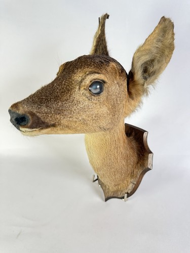 Tête chevreuil empaillée - tête,