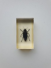 Insecte Inclusion résine -