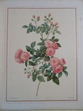 REDOUTÉ (1759-1840) GRANDE