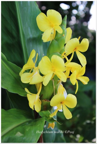 Hedychium wardii plant - °, 1
