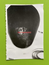 Photo, chien de bord à la Kriegsmarine (N)50909