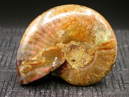 Ammonite polie opalescente - ammonite,
