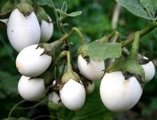 50 Graines - Aubergine Blanche