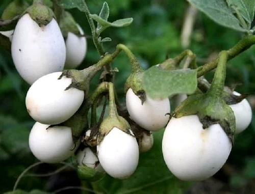 Graines aubergine blanche - 50,