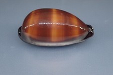 16 - Sea shells - Cypraea