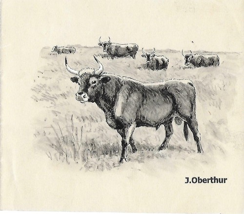 Joseph oberthur aurochs - oberthur, noirs