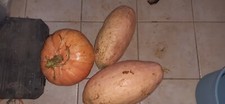 12 graines courges variété "pink banana"2023