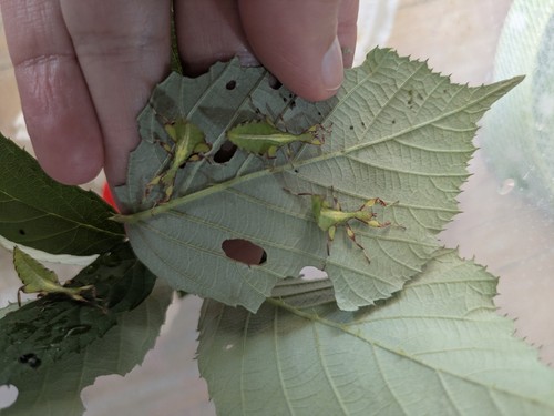œufs phasmes feuilles