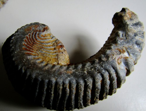 Fossile huître avec valves - fossile, d'huître