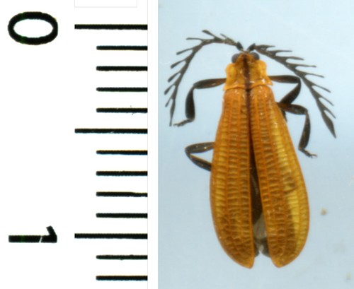 Lycidae caenia cardinalis - cardinalis,