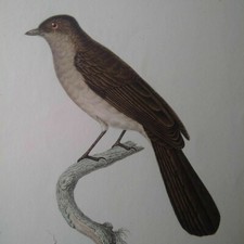 Rarissime planche Vignaud