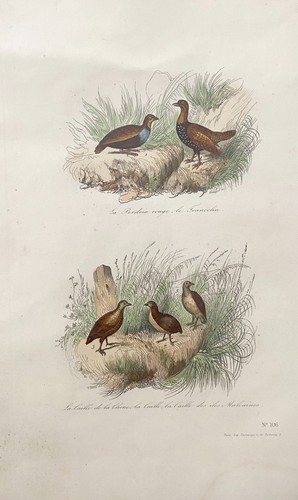 Lithographie colorise le - lithographie,