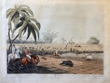 Battue dans les cannes à sucre, pour faire sortir un sanglier,Oriental fields sp