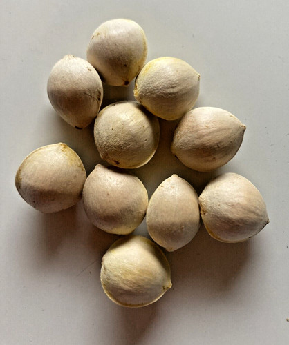 Graines ginkgo biloba - 10,