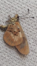 insecte entomology lepidoptere