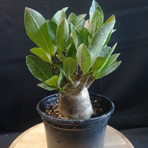 Adenium arabicum onyx - adenium, 'onyx