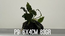 1 plante aquarium Anubias Nana