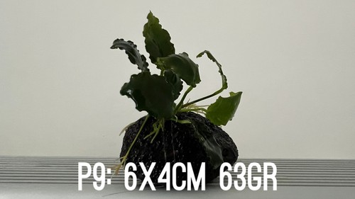 Plante aquarium anubias nana - 1,