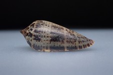 116 - Sea shells -Conus