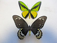 Entomologie Papilionidae