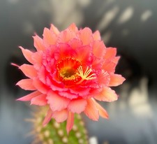 Echinopsis-Trichocereus-Hybride-Lobivia Gräsers Flagcand (Gräsers original)