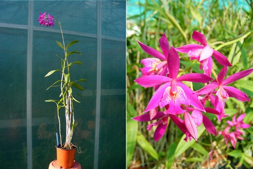 Barkeria x - barkeria, (hybride)