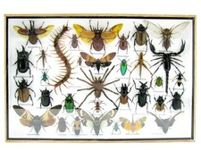 Insectes 3D - exotiques réel