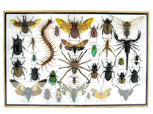 Insectes exotiques réel - exotiques,