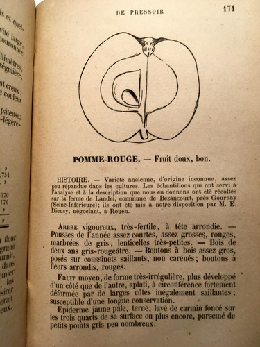 1880 cidre pommes poires - pommes,