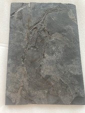 Véritable Reptile marin-Fossil de Keichousaurus