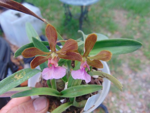 Encyclia hanburyi bloom - hanburyi,