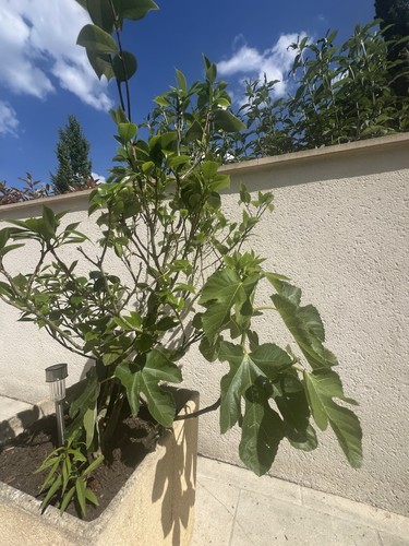 Ficus figuier - ficus,