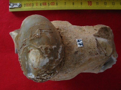 Oursin turonien micraster - du, :