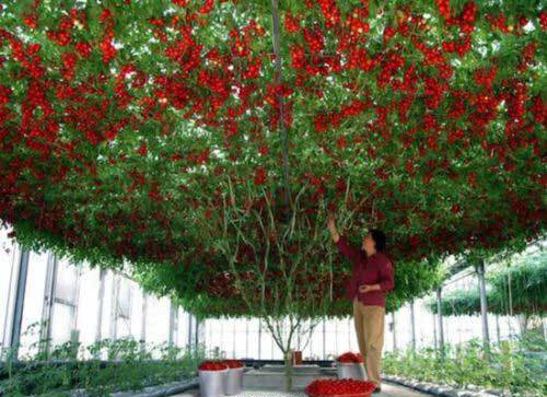 Tomate giant tree - giant,