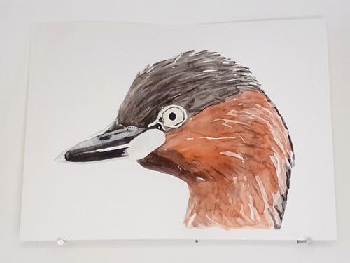 Grèbe castagneux aquarelle - grèbe,