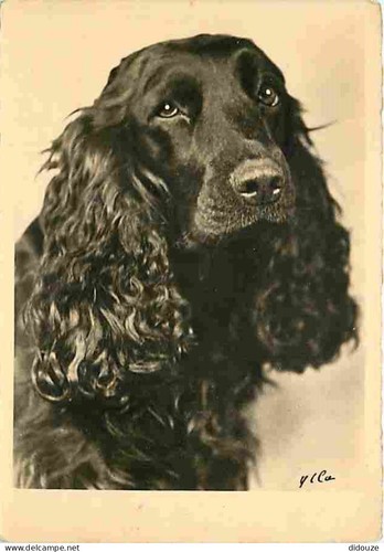 Carte postale animaux - postale,