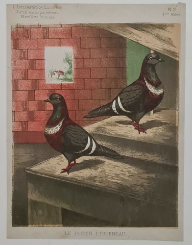 Pigeon étourneau vers 1890 - pigeon,