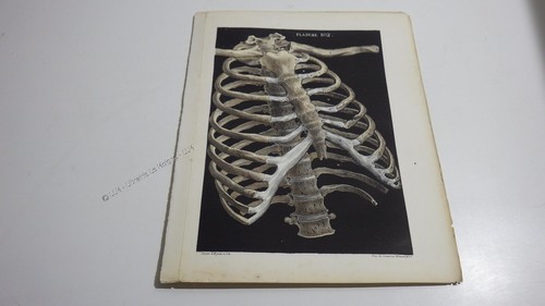 1850 lithographie couleur - 1850.lithographie,